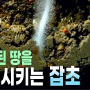 중금속으로 오염된 땅도 문제없다! | 놀라운 잡초의 복원 능력 | 지구상에 꼭 필요한 식물 | 잡초 | 땅 | 흙 | 다큐프라임 이미지