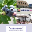월드블루베리와 아로니아농장