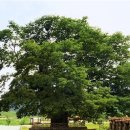 영풍 태장리 느티나무 이미지