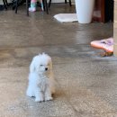 홍제 오프라인컴퍼니 카페&amp;펍 : 아늑해서 대화하기 좋아(애견동반 가능)