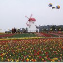 바다와 꽃이 있는 신안 튤립 축제장 이미지