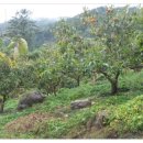 청풍한옥민박 이미지