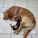 러브미독 이미지