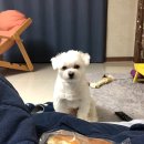 더쿠