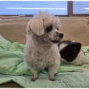 더펫센터 이미지