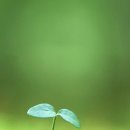 다시 봄 이미지