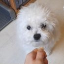 미미네 애견 이미지