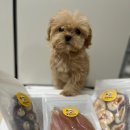 댕꼬미다 이미지