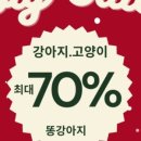 똥강아지 김해 강아지분양 고양이분양 이미지