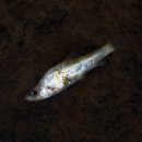 풍산마을 이미지