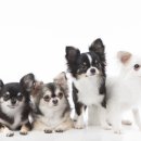 녹십자동물병원 이미지