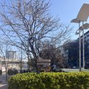 박달나무쉼터 옆 | 서울 서대문 벚꽃과 튤립이 있는 동화 속 연희 숲속 쉼터 홍제천 폭포 (26.4.8방문)