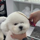 지니펫애견미용학원 이미지