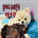 퍼피바게트 이미지