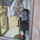 펫살롱 | 첨단 신상 애견미용 "핫도그펫살롱" | 광주 푸들 미용 후기(feat. 분리불안 10kg 중형견)