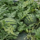 죽산근린공원 이미지