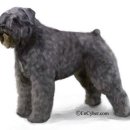 플란다스의개 이미지