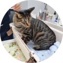 클로버 동물병원 | 랑이 방광염 재진 기록 (클로버동물병원)