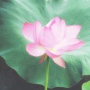 광둥중국요리