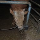 김두철농장 이미지