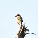 오조리-7 이미지