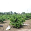 금오름농장 이미지