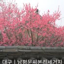 인흥길 | [공지] [남평문씨본리세거지] 대구매화명소, 작가와커피, 대구가볼만한곳