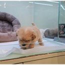 대구강아지분양 마마스미독 본점 이미지