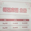 쉐이크테일 애견미용 살롱 | 평택애견미용 쉐이크테일_까탈스러운 강아지미용 후기