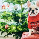 Pet's Tree 이미지