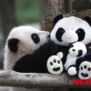 판다 이미지