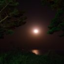 바다와소나무 이미지