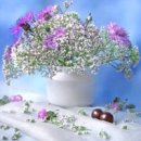 안의꽃사랑 이미지