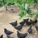 형근농장 이미지