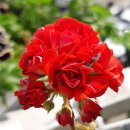 스타로프 이미지