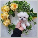 튼튼펫샵 이미지