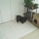 고미발톱 이미지