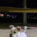 나은 강아지나라 이미지