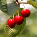 Cherry Picking 하러 가실래요? 이미지