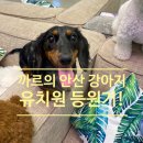 오르치그로치 이미지