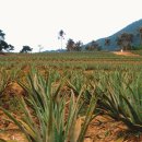 한상준농장 이미지