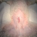 정샘동물병원 이미지