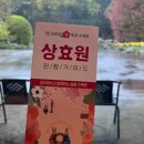 상효원 | 서귀포 가볼만한곳 상효원, 비 오는 날 더 운치 있는 제주 수목원 (왕겹벚꽃&amp;부부송)