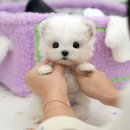 부산강아지분양 미유펫 이미지