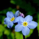 물망초forgetmenot 이미지