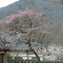 순천향매실마을 이미지