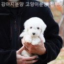 강아지분양 고양이분양 컴투펫 수원점 이미지