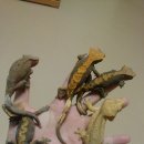 Crested Gecko 이미지