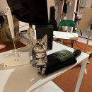 펫하임 강아지 고양이 이미지