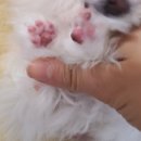한일위생 | 강아지 위생미용, 언제부터 해야 할까? 마산 한일동물병원 위생미용 후기